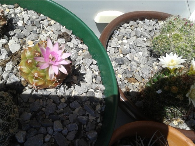 Gymnocalycium Anisitii